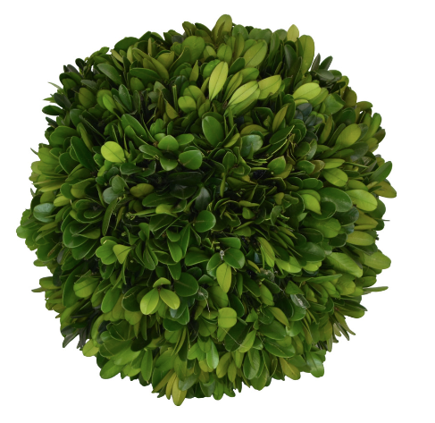 Preserved Boxwood Ball 6"