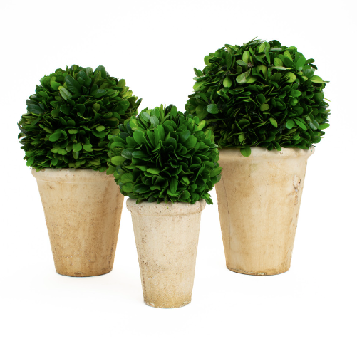 Preserved Boxwood in Pot (3 Sizes)