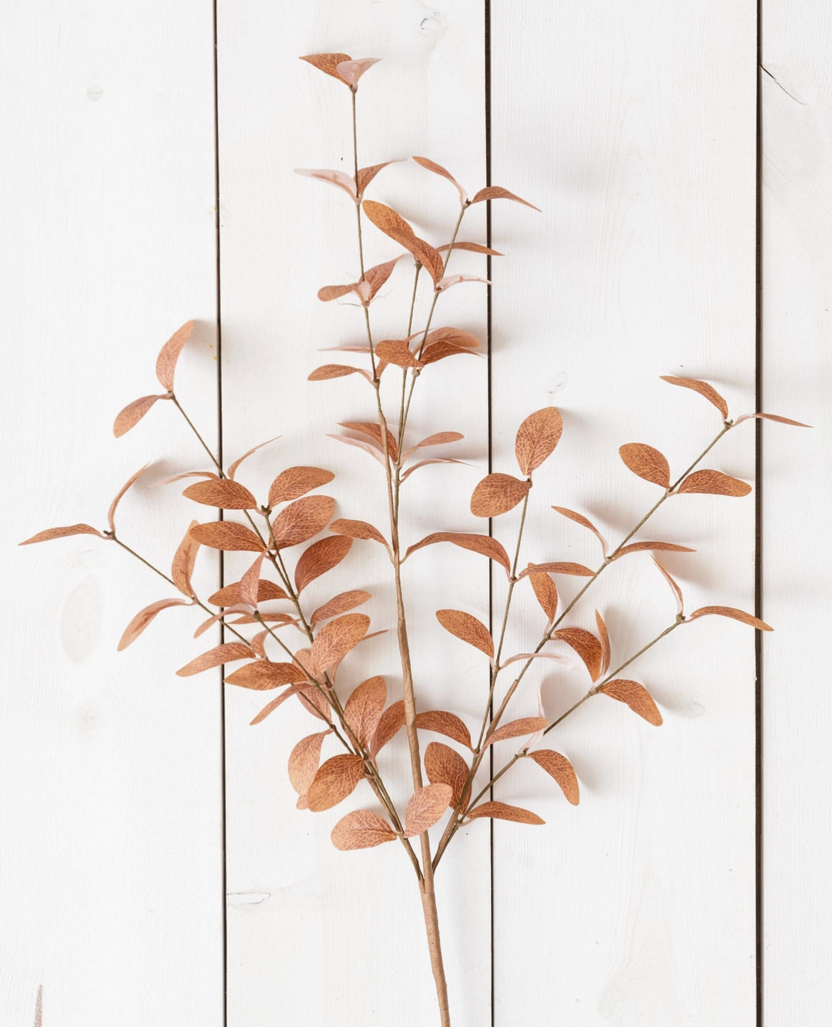 Cocoa Fall Foliage Branch