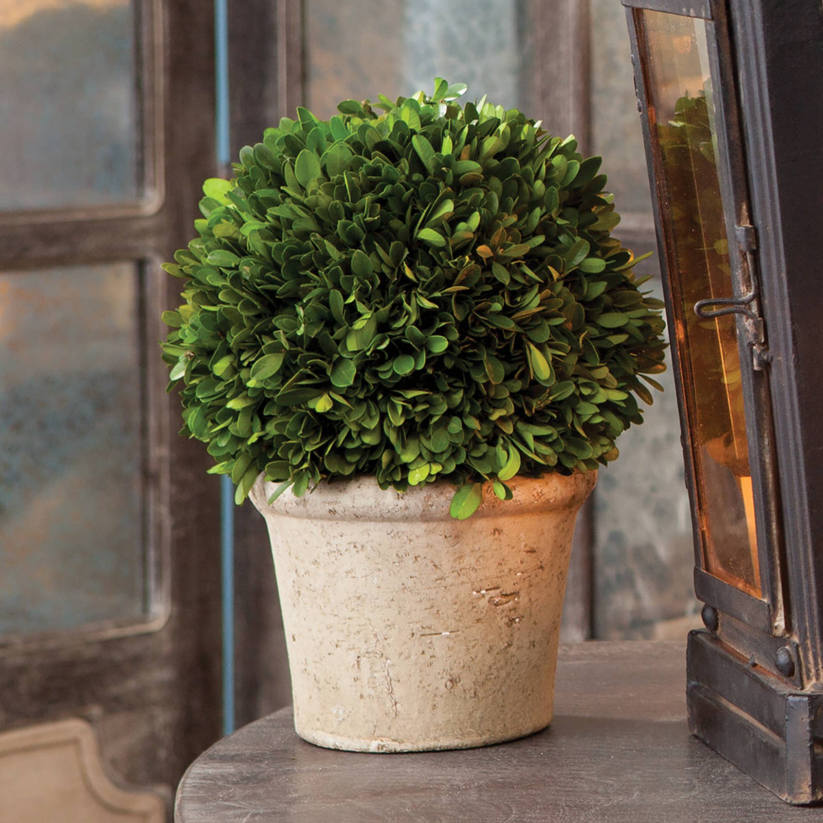 Boxwood in Pot - 8 inch