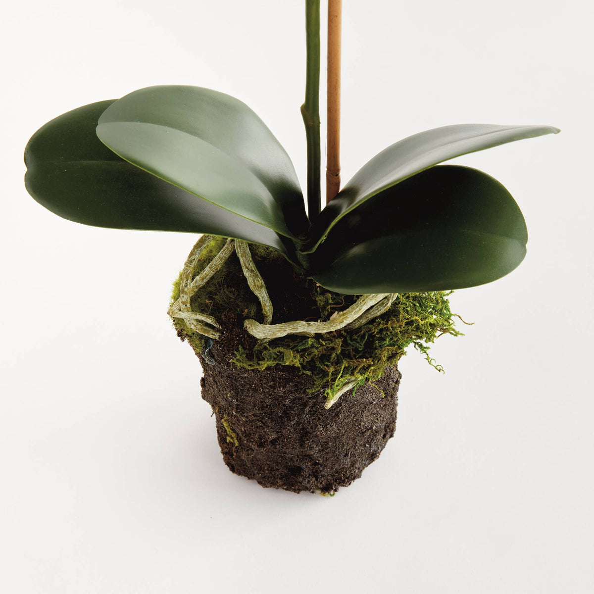Tall Orchid Drop-In