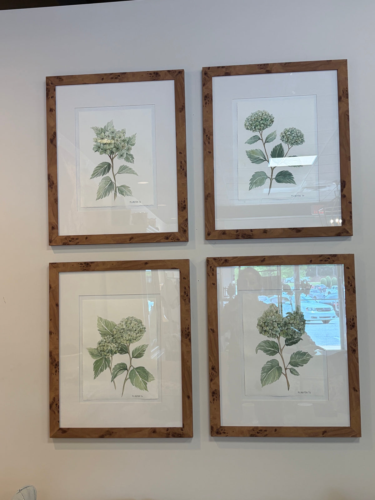 MGH Hydrangea