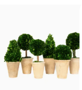 Potted Preserved Boxwood, Assorted Styles