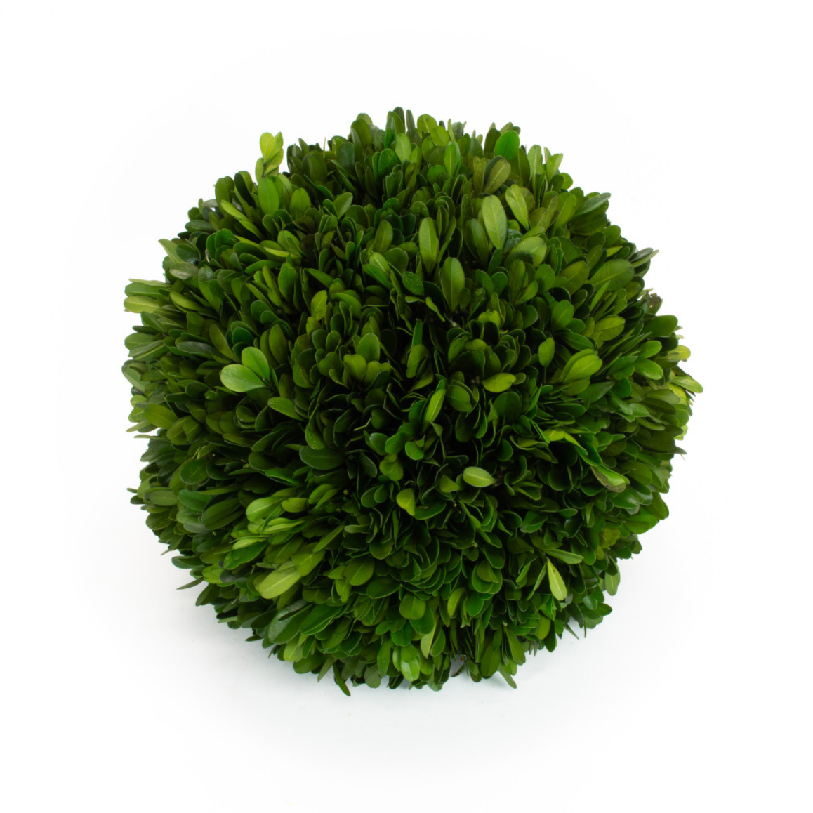 Preserved Boxwood Ball 4"