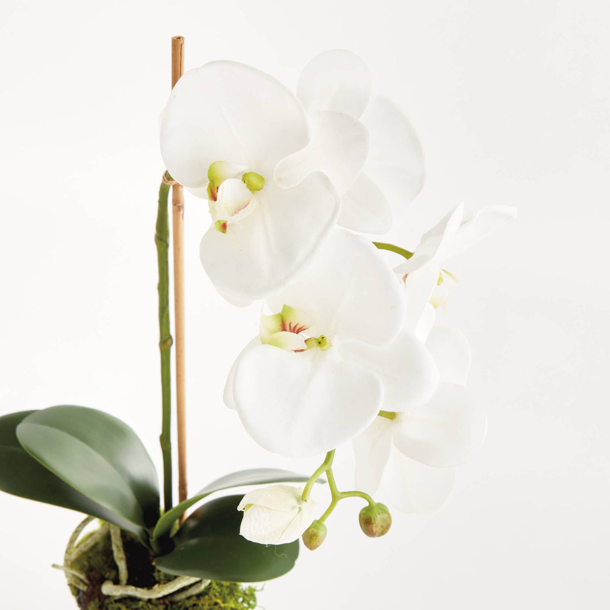 Tall Orchid Drop-In