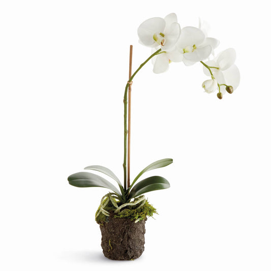 Tall Orchid Drop-In