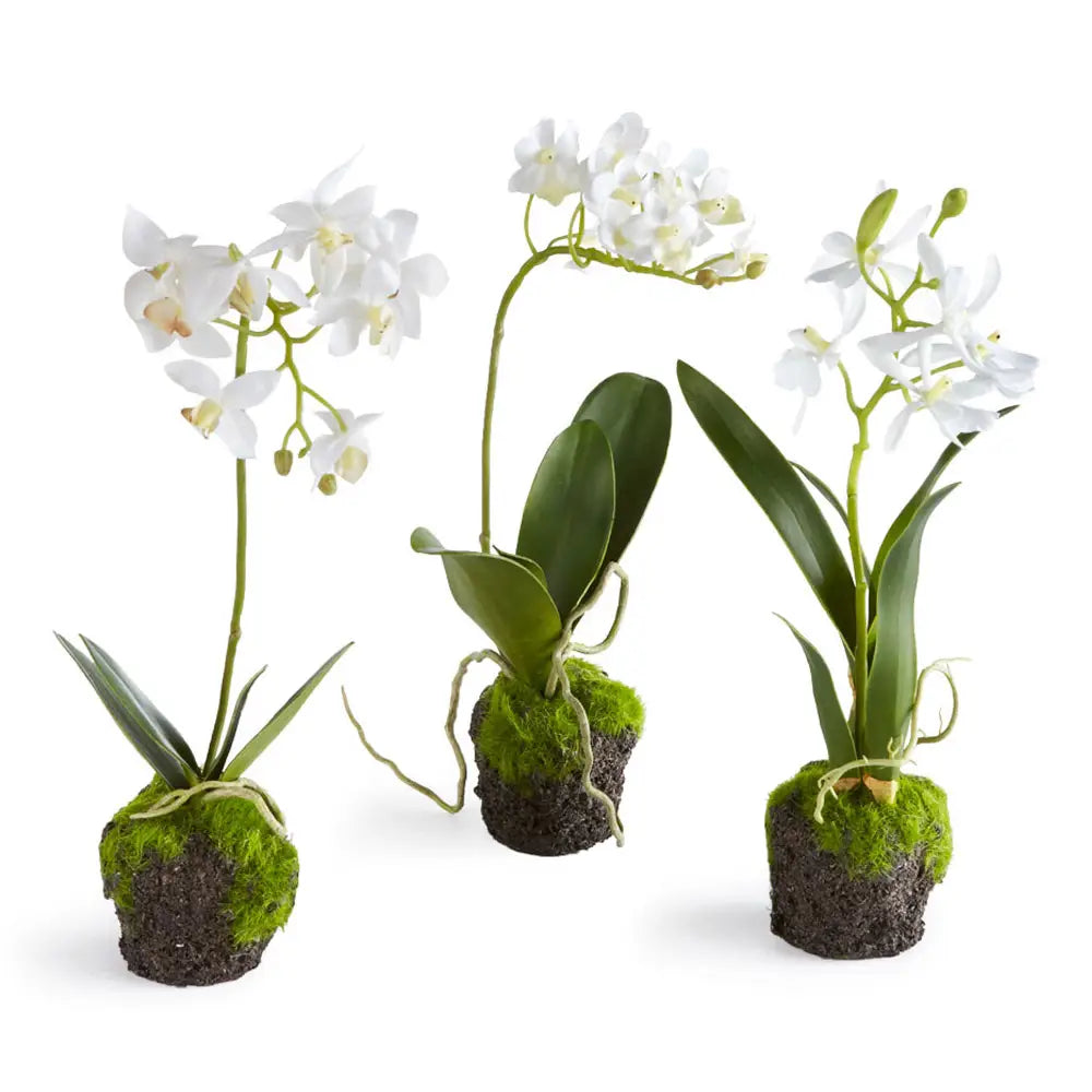 Orchid drop-ins 12"
